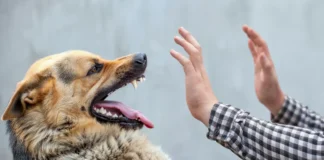 Rüyada Köpek Isırması