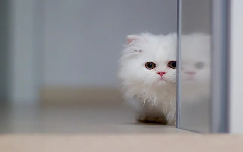 Rüyada Yavru Kedi Görmek
