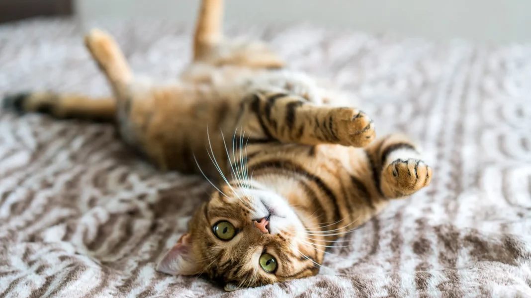 Kedi Tüyü Zararlı mı