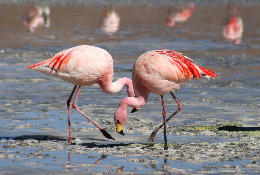 Falda Flamingo Görmek