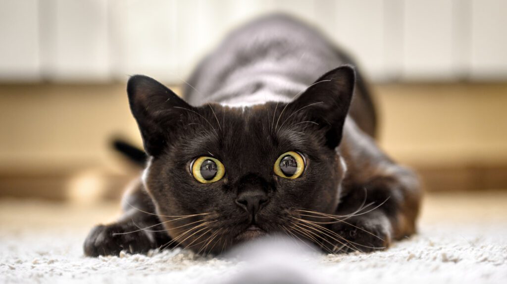 Falda Kedi Görmek
